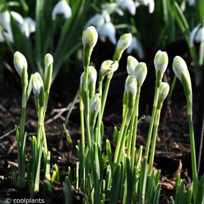 galanthus-funny-justine_2_400.jpeg