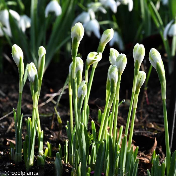 Galanthus 'Funny Justine' plant