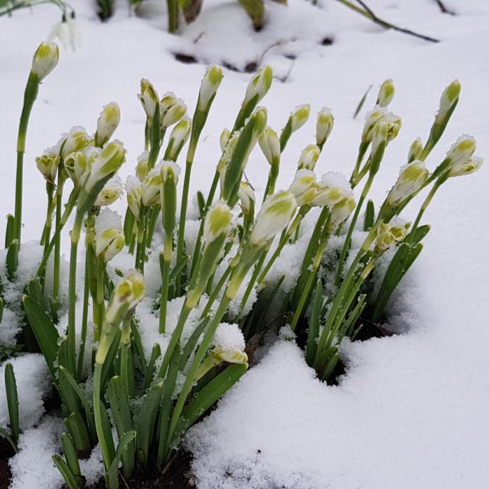 Galanthus 'Funny Justine' plant