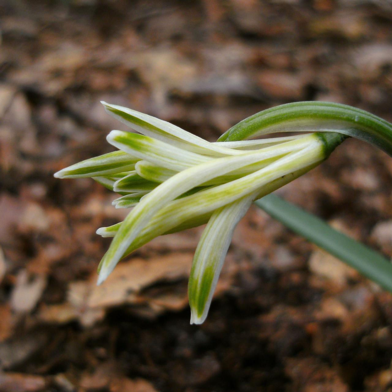 Galanthus nivalis 'Fuzz' plant