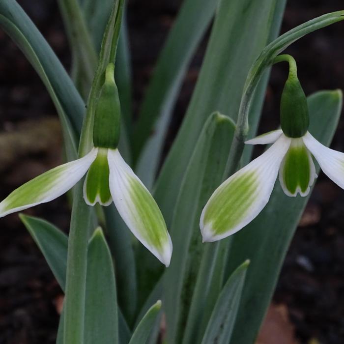 Galanthus 'Gaia' plant