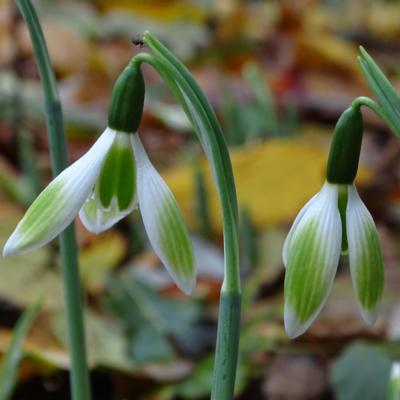 galanthus-gaia