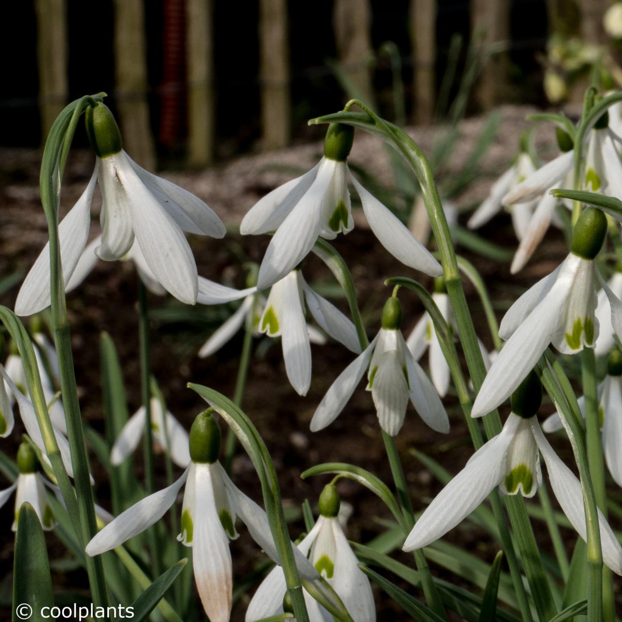 Galanthus 'Galatea' plant