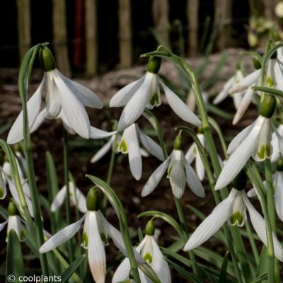 galanthus-galatea