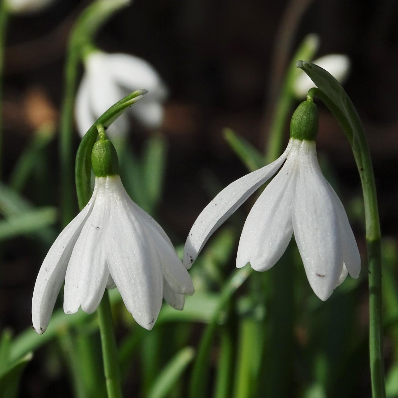 Galanthus 'Gloria' plant