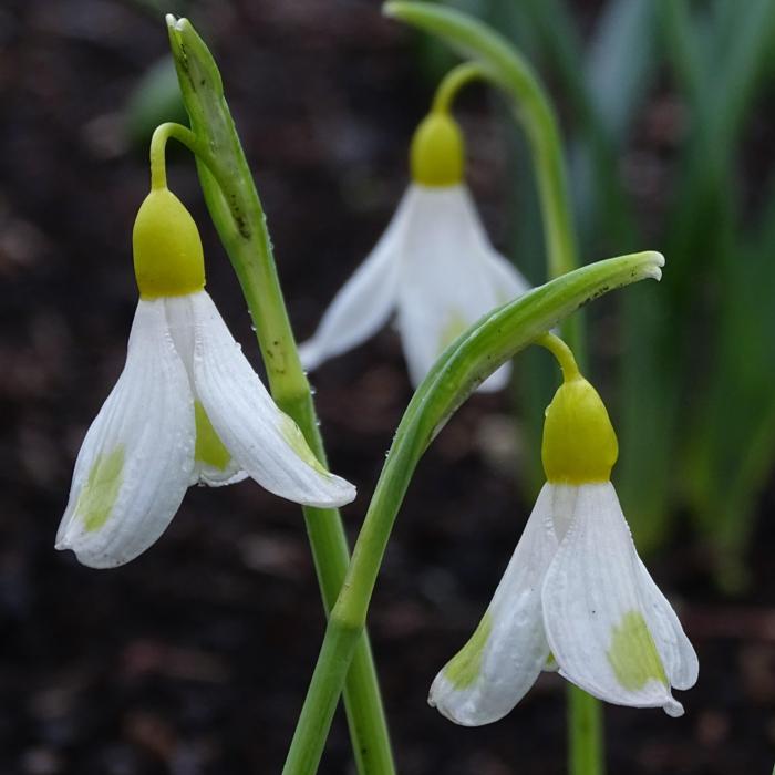 Galanthus 'Golden Fleece' plant