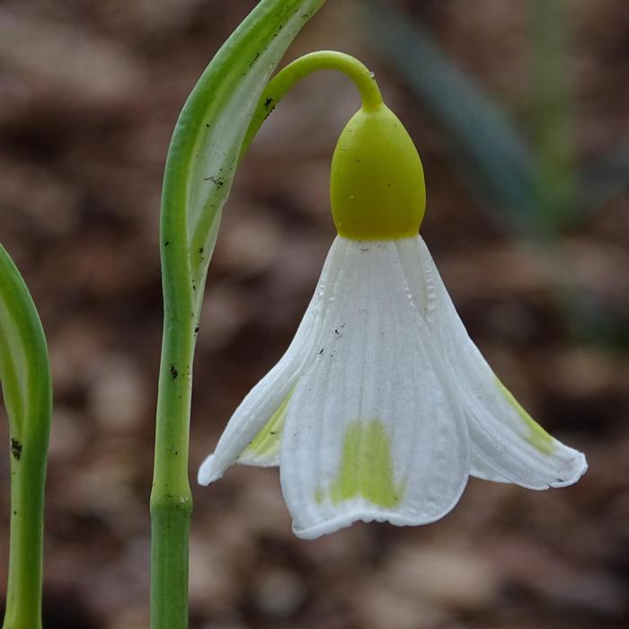 Galanthus 'Golden Fleece' plant
