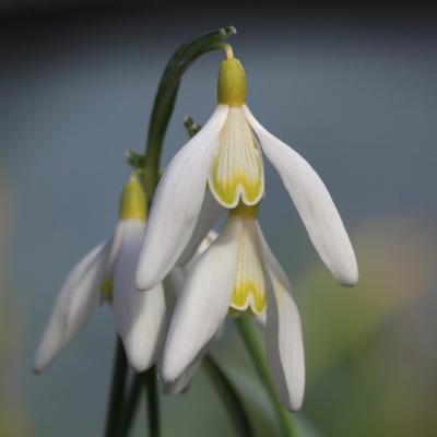 galanthus-goldrandrockchenglockchen_400.jpeg