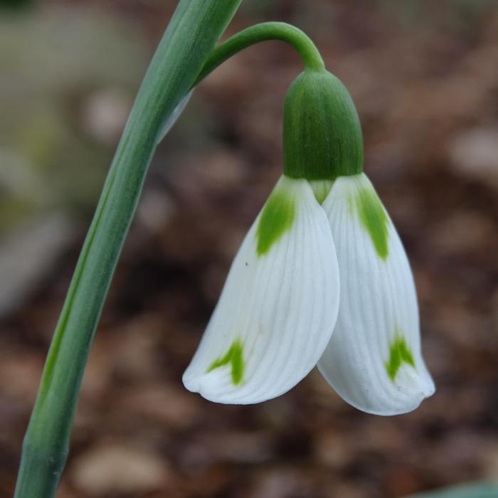 Galanthus 'Graham Shipham' plant