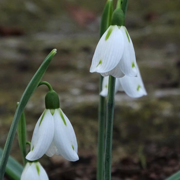 Galanthus 'Graham Shipham' plant