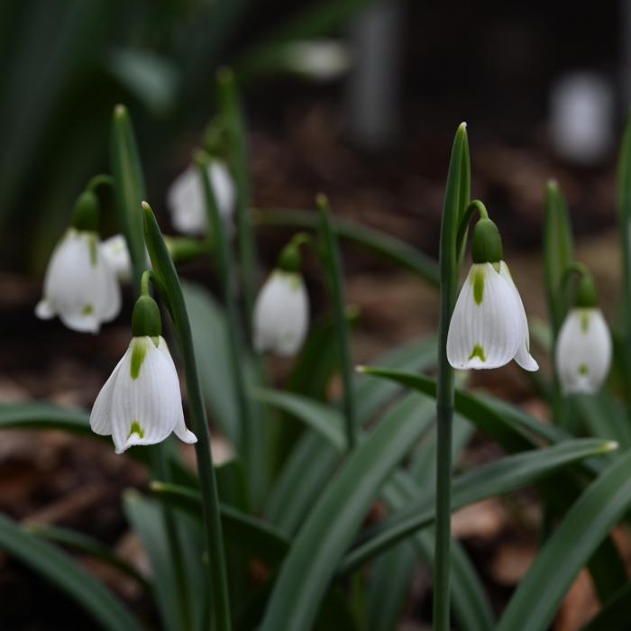 Galanthus 'Graham Shipham' plant