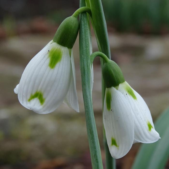 Galanthus 'Graham Shipham' plant