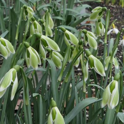 galanthus-green-fairy_1_400.jpeg