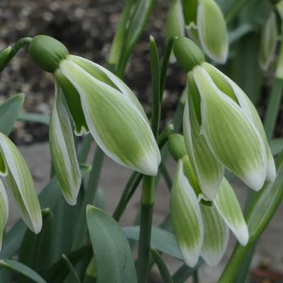 galanthus-green-fairy_400.jpeg