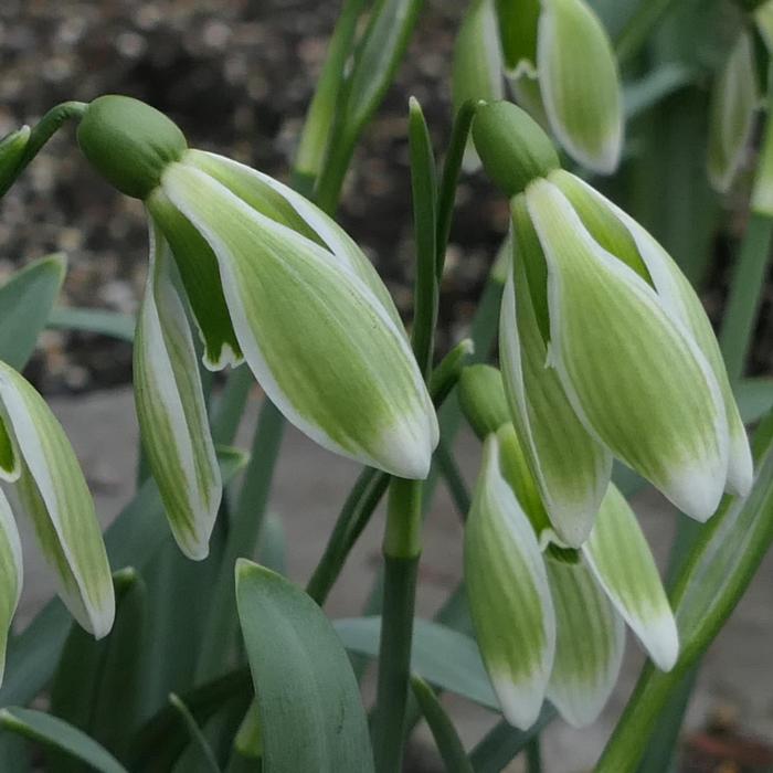 Galanthus 'Green Fairy' plant