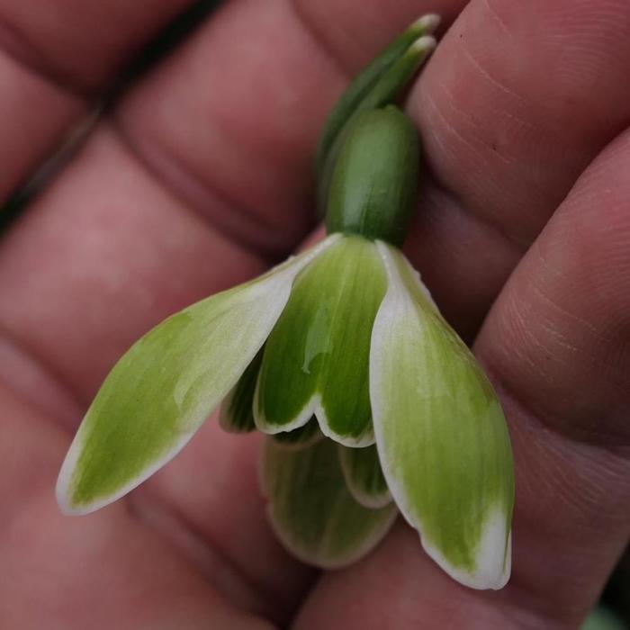 Galanthus 'Green Mile' plant