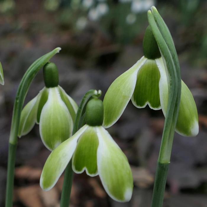 Galanthus 'Green Mile' plant