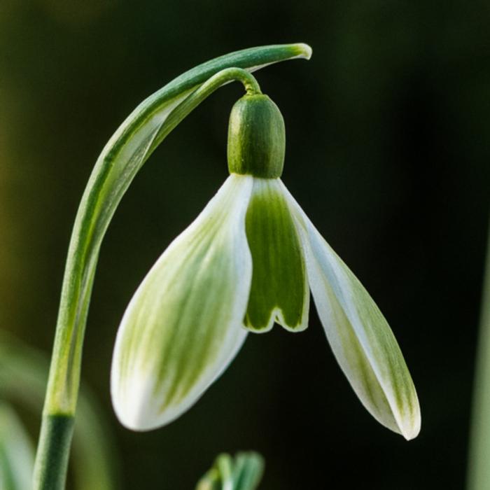 Galanthus 'Green Tear' plant