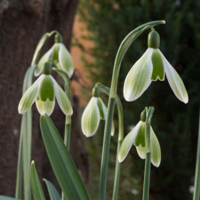 galanthus-green-tear