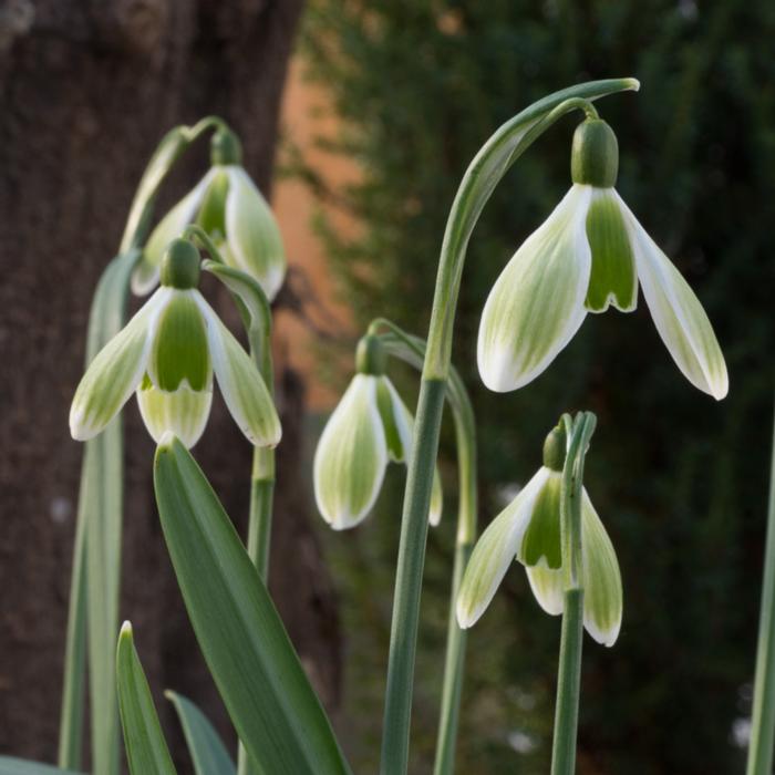 Galanthus 'Green Tear' plant