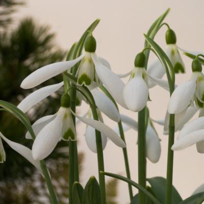 galanthus-green-teeth_400.jpeg