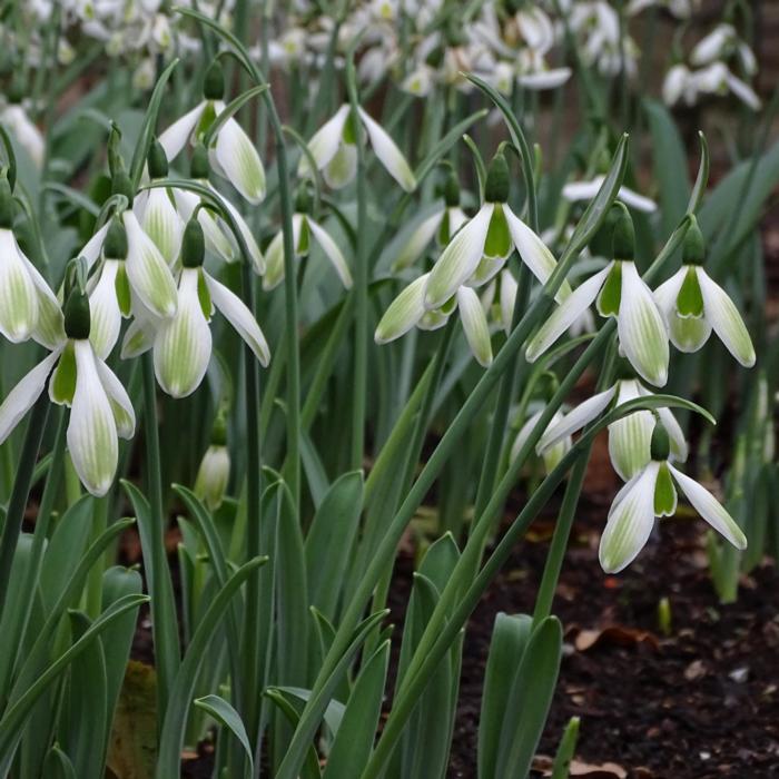 Galanthus 'Grüne Weihnacht' plant