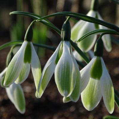 galanthus-grune-weihnacht_400.jpeg