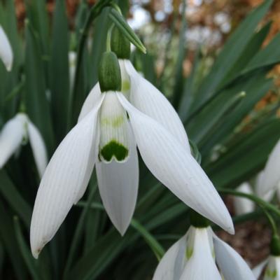 galanthus-gunther-waldorf_400.jpeg