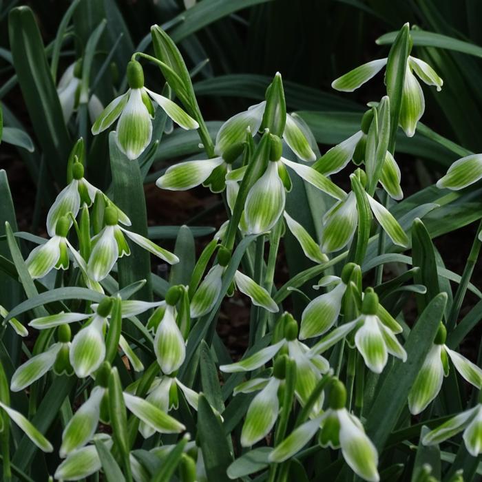 Galanthus 'Hagen Hastdunichtgesehn' plant