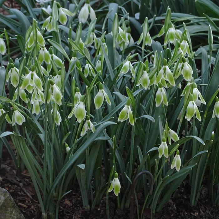 Galanthus 'Hagen Hastdunichtgesehn' plant