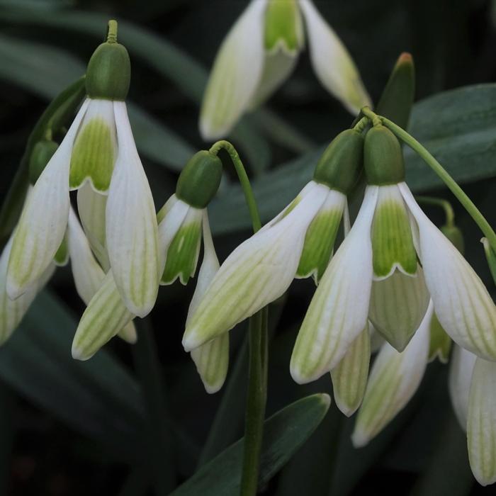 Galanthus 'Hagen's 09-02' plant