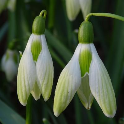 galanthus-hagens-0902_400.jpeg