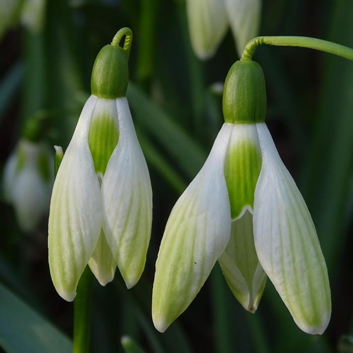 Galanthus 'Hagen's 09-02' plant