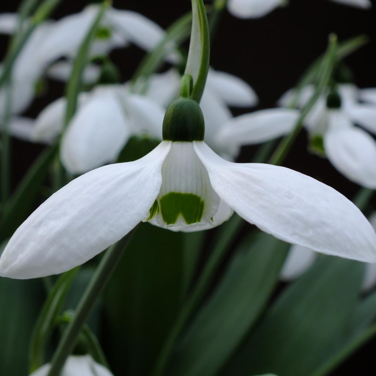 Galanthus 'Helen Tomlinson' plant