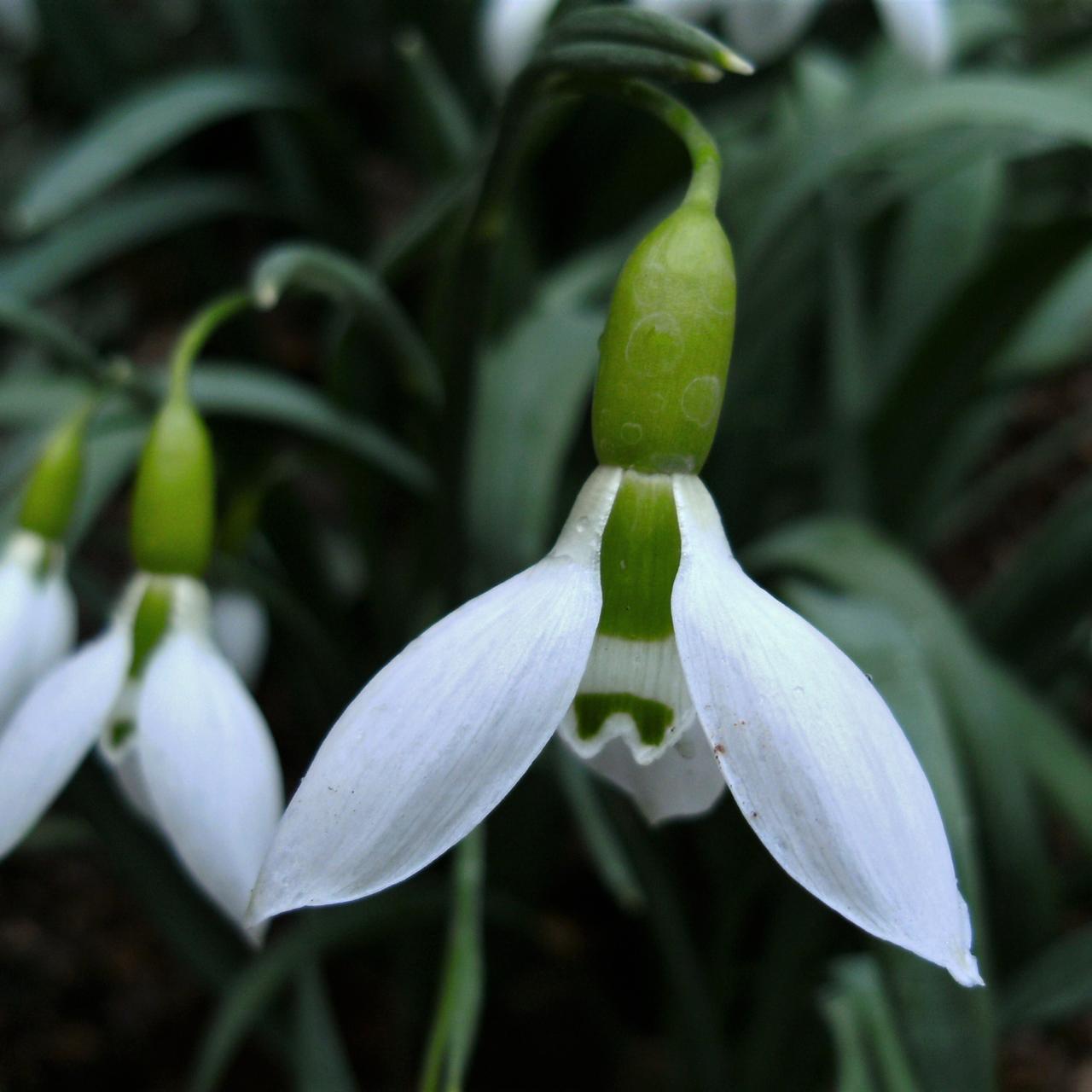 Galanthus 'Highdown' plant