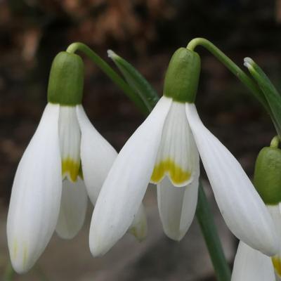 galanthus-honigmund_400.jpeg