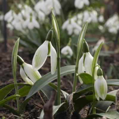 galanthus-ikariae-emerald-isle_1_400.jpeg