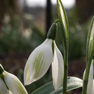 galanthus-ikariae-emerald-isle