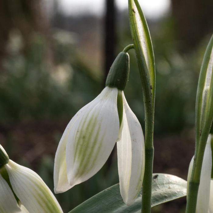 Galanthus ikariae 'Emerald Isle' plant