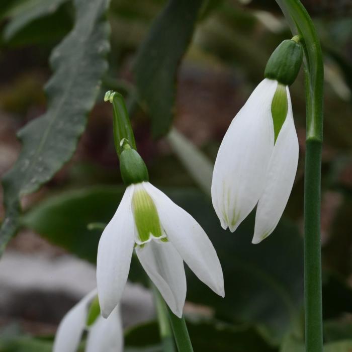 Galanthus ikariae ex HVB plant