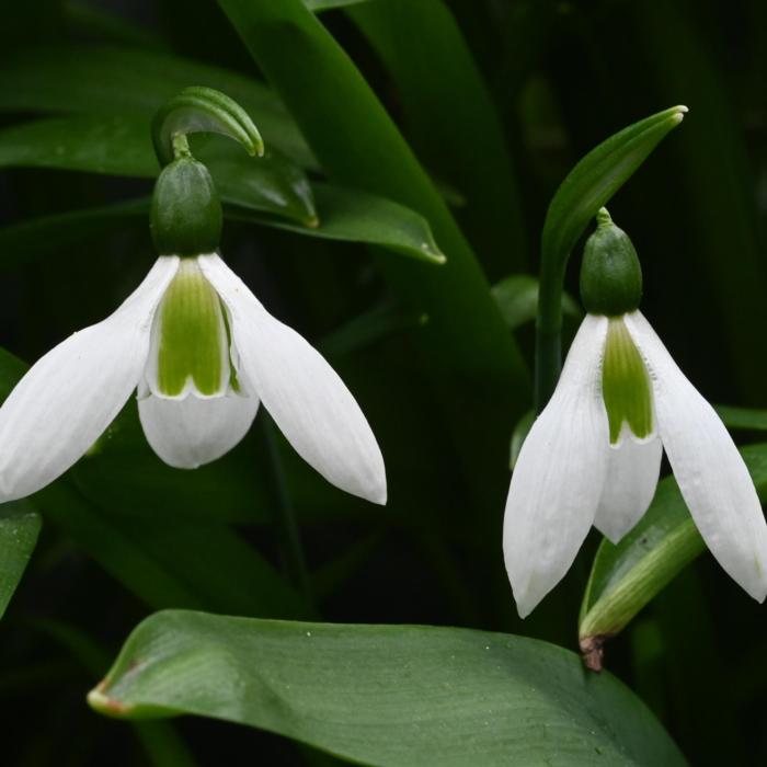 Galanthus ikariae ex HVB plant