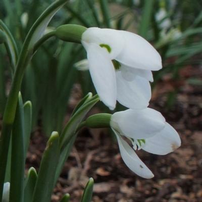 galanthus-ikariae-x-elwesii-william-louis_1_400.jpeg