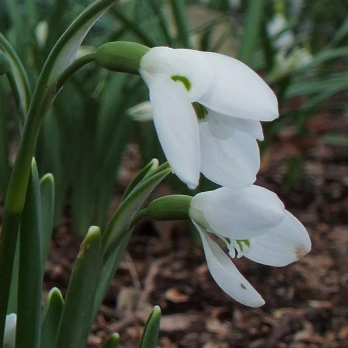 Galanthus ikariae x elwesii 'William Louis' plant