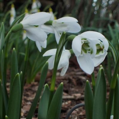 galanthus-ikariae-x-elwesii-william-louis_400.jpeg