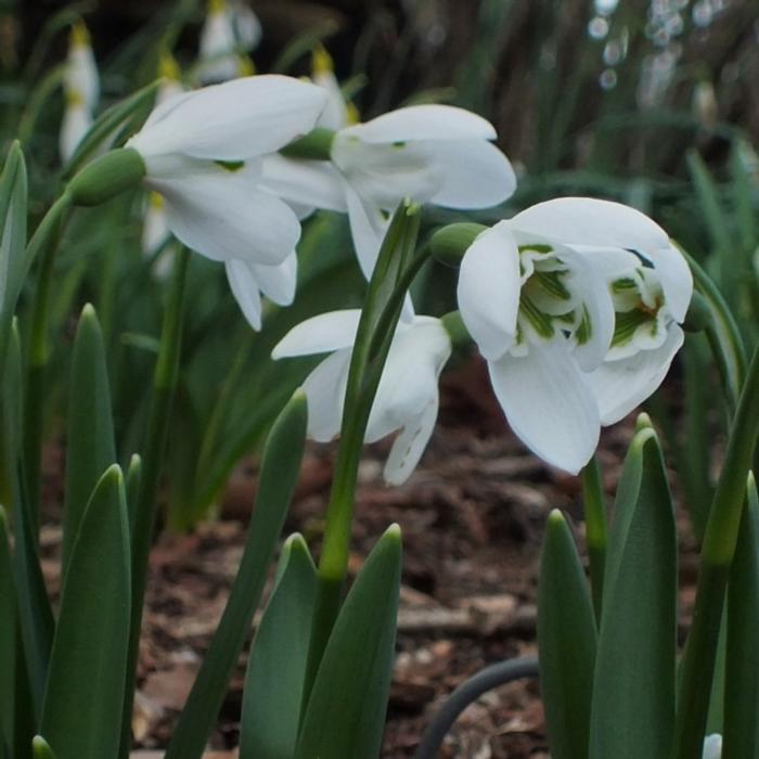 Galanthus ikariae x elwesii 'William Louis' plant