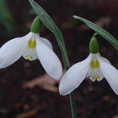 galanthus-ilse-bilse_400.jpeg