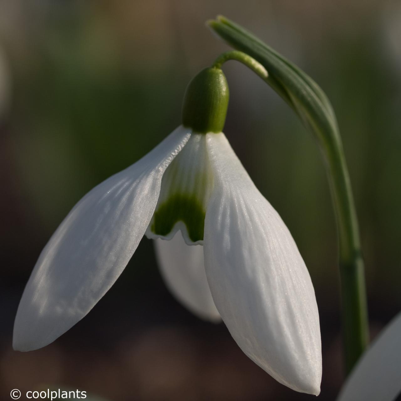 Galanthus 'Imbolc' plant