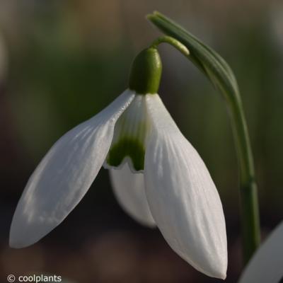 galanthus-imbolc_400.jpeg