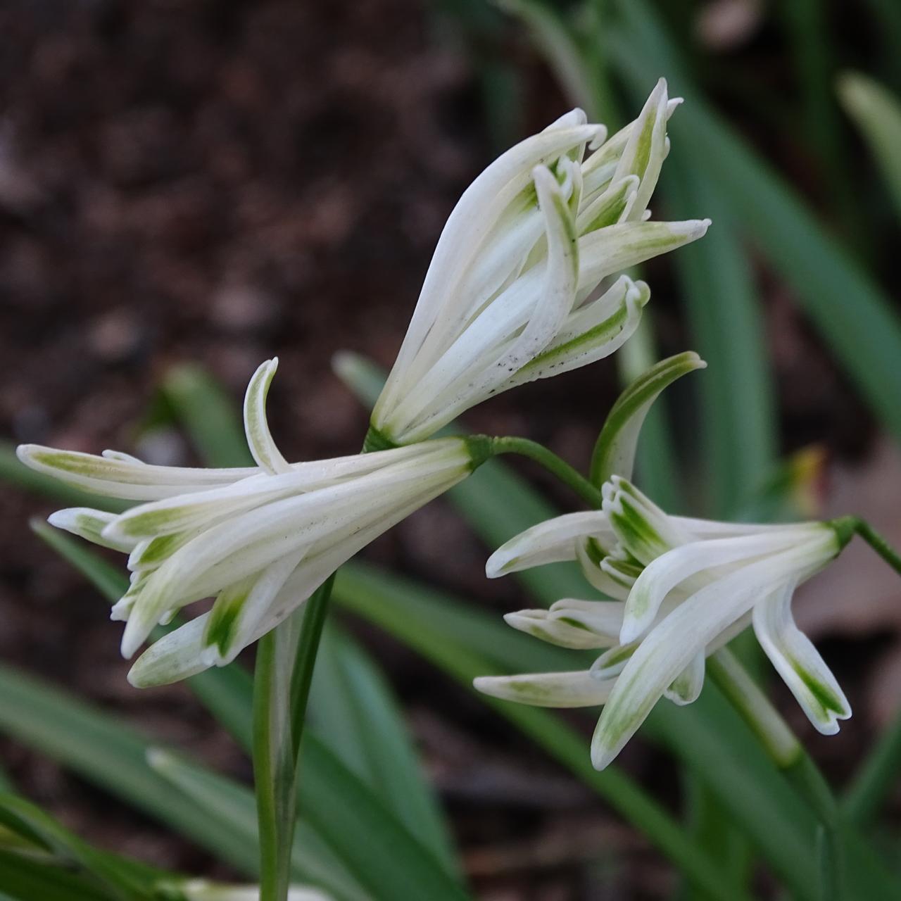 Galanthus 'Irish Green' plant