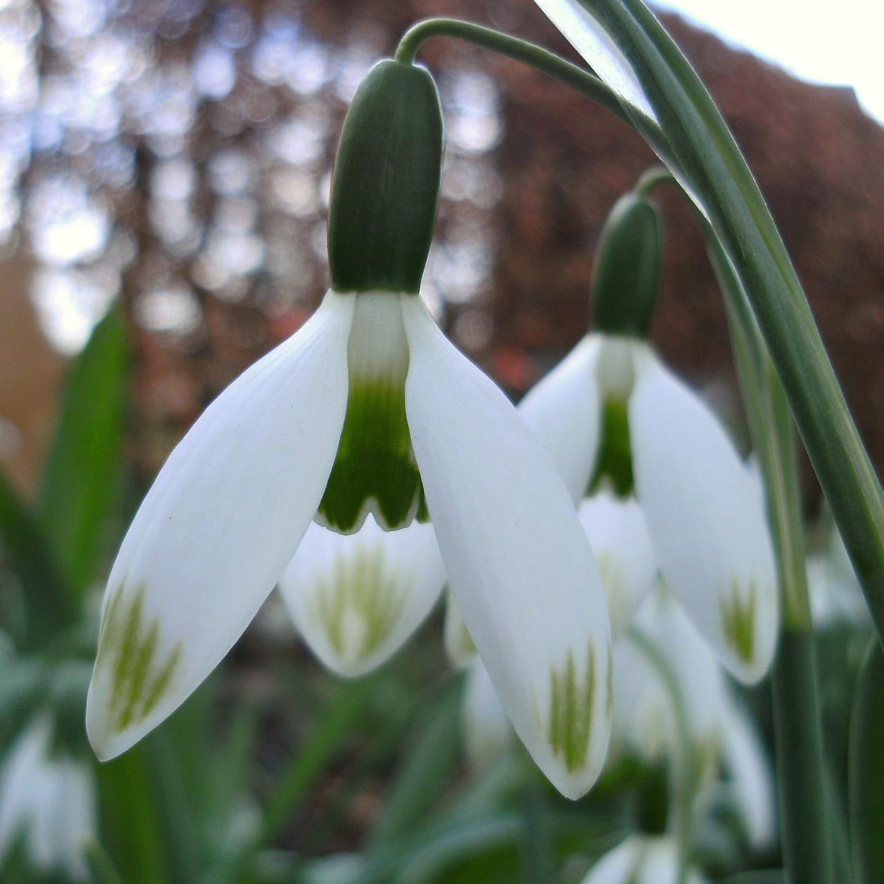 Galanthus 'Jessica' plant